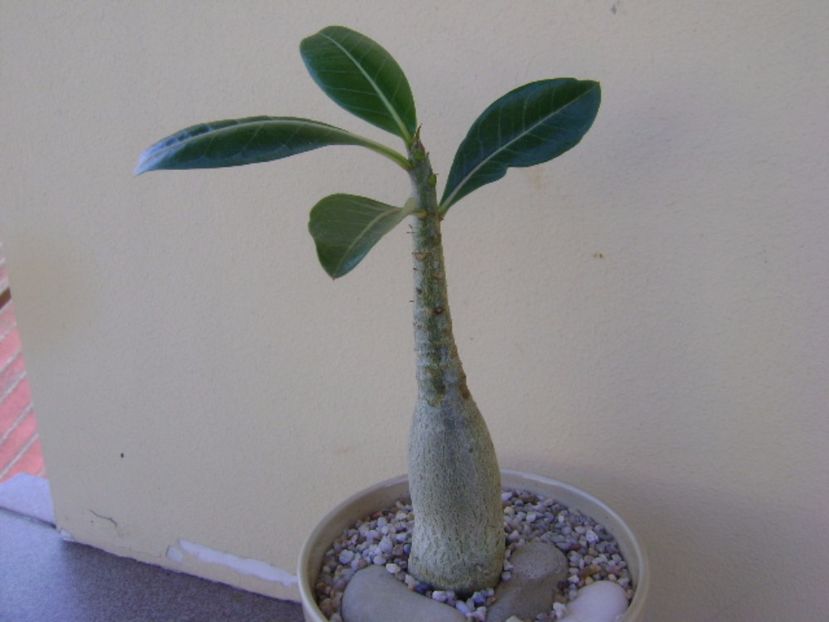 Adenium arabicum "Tiny Ding-dong" - Caudiciforme si bulbi 2017
