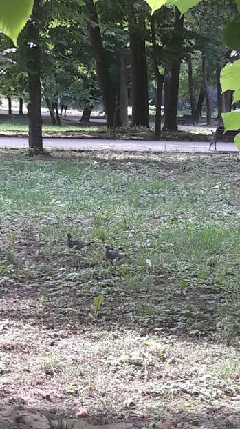  - PORUMBEI SALBATICI