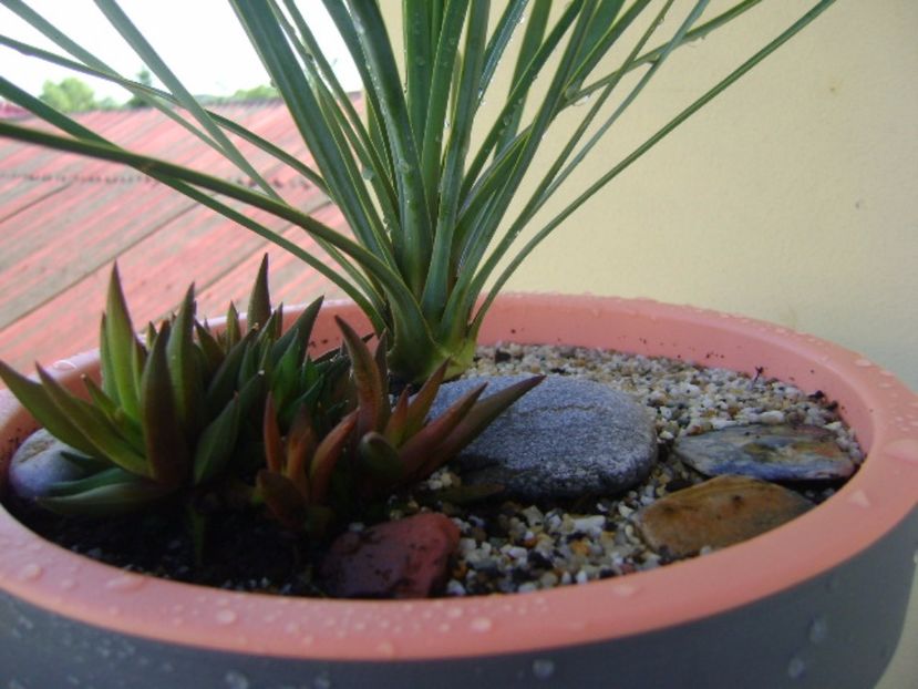 Yucca rostrata & Haworthia viscosa - Agave si Yucca 2017
