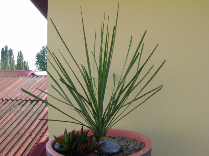 Yucca rostrata & Haworthia viscosa - Agave si Yucca 2017