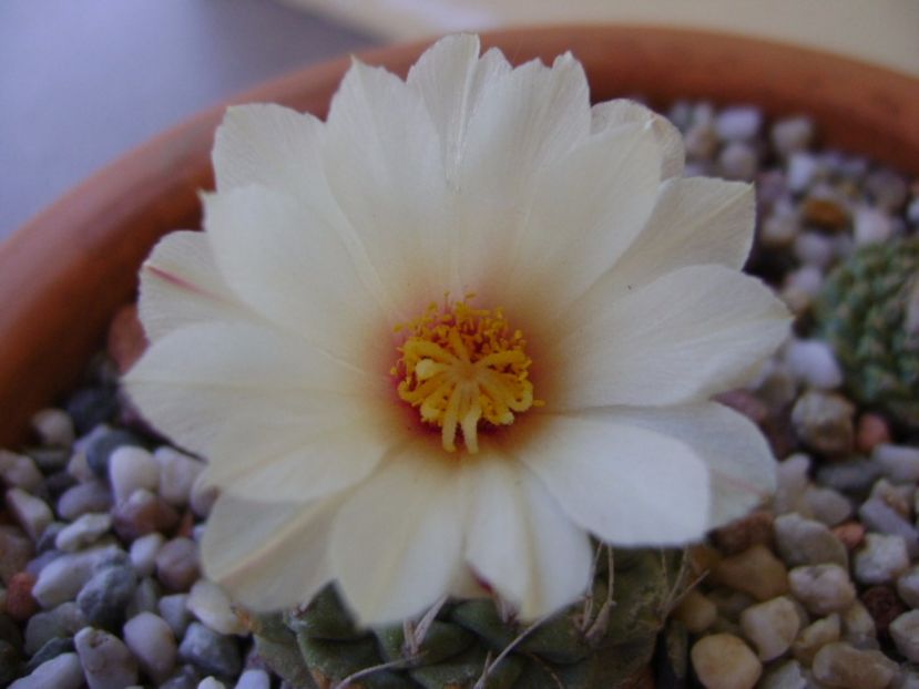 Strombocactus disciformis - Cactusi 2017 bis