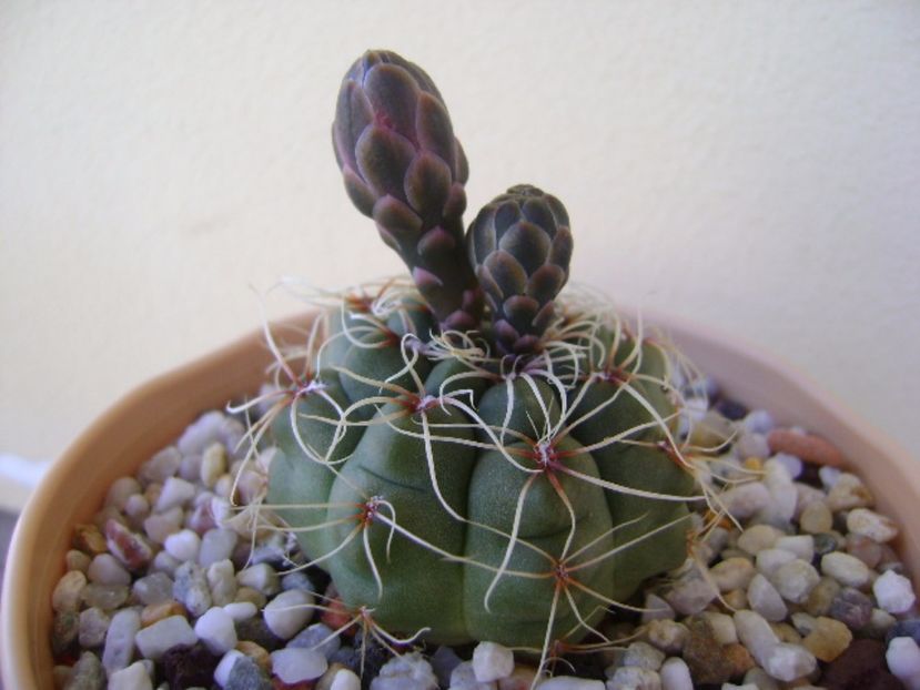 Gymnocalycium baldianum - Cactusi 2017 Gymnocalycium
