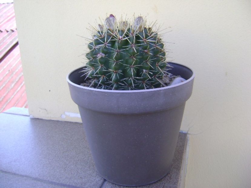 Notocactus mammulosus (Parodia mammulosa ssp. submammulosa submamulosus) - Cactusi 2017 bis