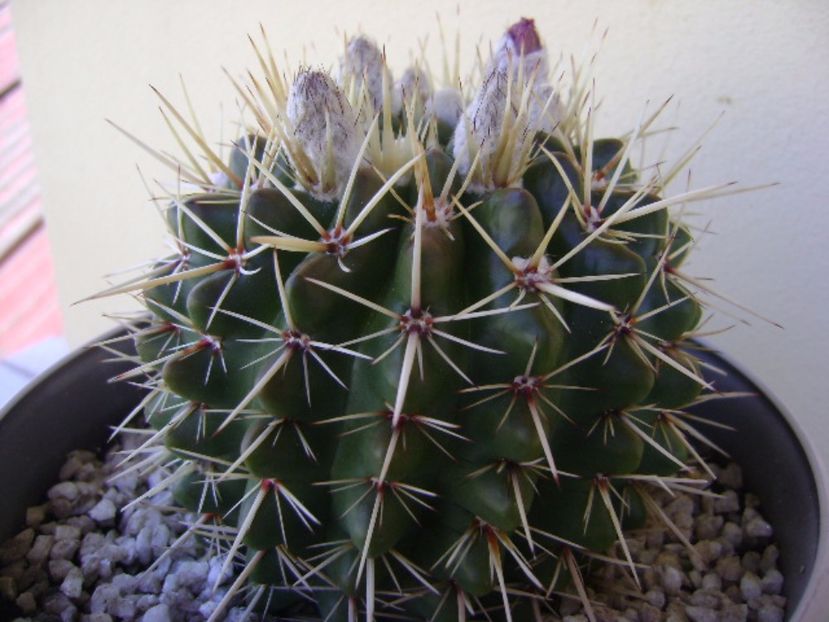 Notocactus mammulosus (Parodia mammulosa ssp. submammulosa) - Cactusi 2017 bis