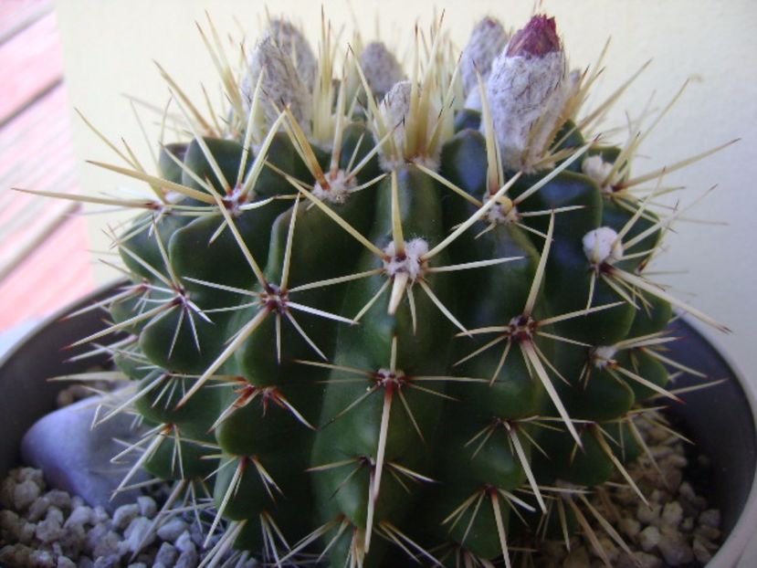 Notocactus mammulosus (Parodia mammulosa ssp. submammulosa) - Cactusi 2017 bis