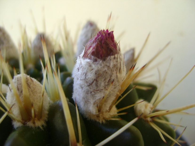 Notocactus mammulosus (Parodia mammulosa ssp. submammulosa) - Cactusi 2017 bis
