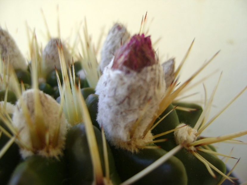 Notocactus mammulosus (Parodia mammulosa ssp. submammulosa) - Cactusi 2017 bis