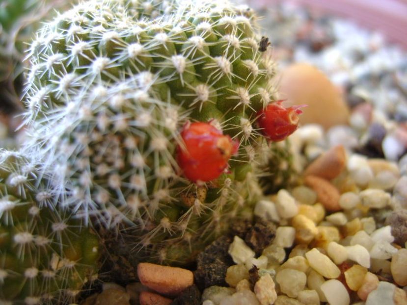 Rebutia krainziana - Cactusi 2017 bis