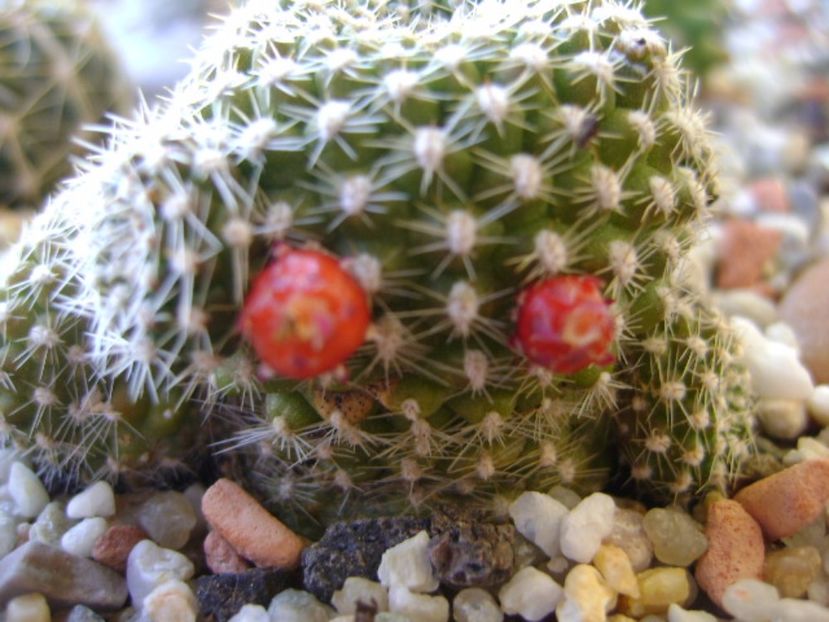 Rebutia krainziana - Cactusi 2017 bis