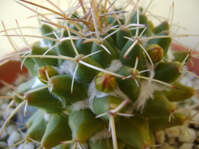 Mammillaria compressa - Cactusi 2017 bis