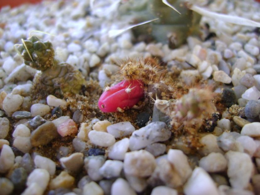 Cumulopuntia rossiana & Opuntia salmiana - Cactusi 2017 bis