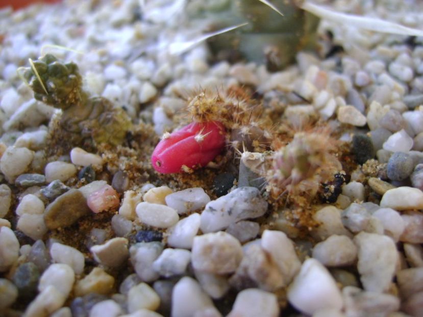 Cumulopuntia rossiana & Opuntia salmiana - Cactusi 2017 bis