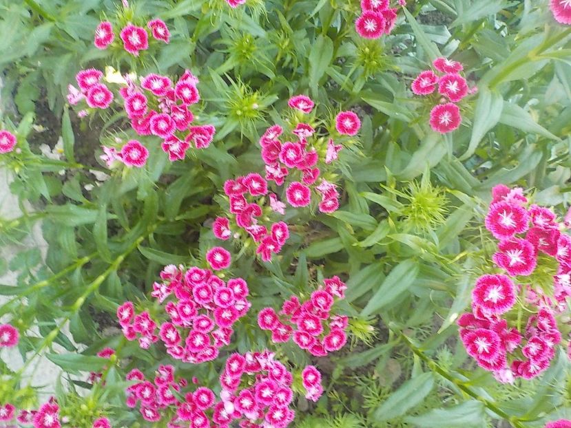  - dianthus