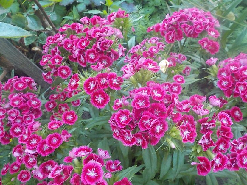  - dianthus