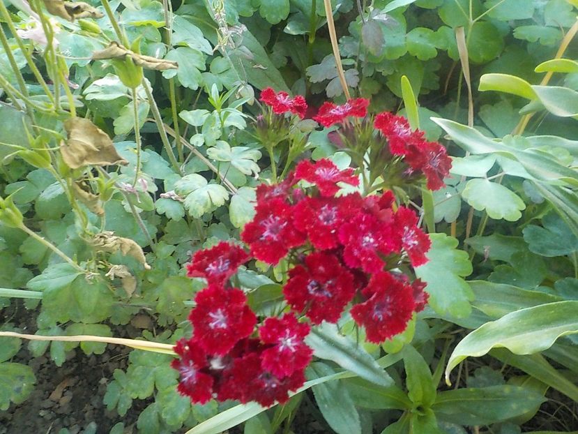  - dianthus