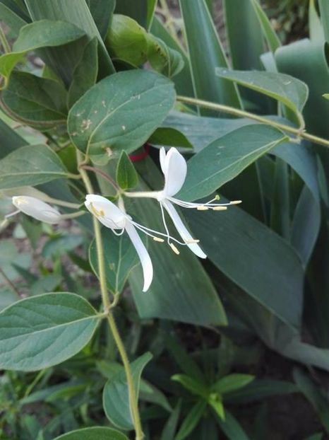  - lonicera