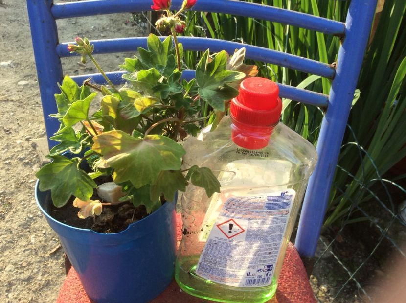  - Muscate de vanzare