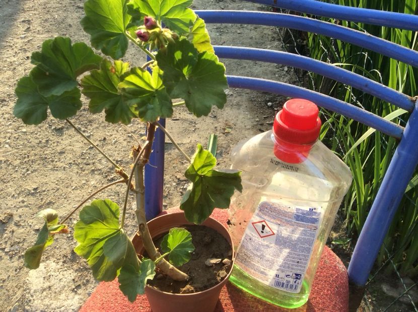  - Muscate de vanzare