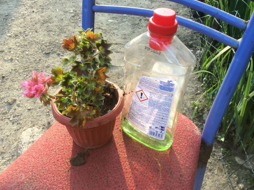  - Muscate de vanzare