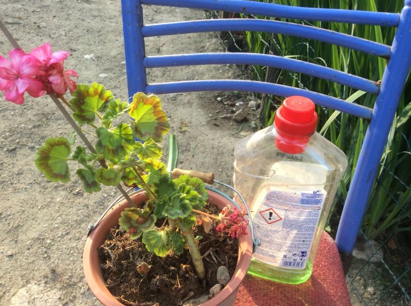  - Muscate de vanzare