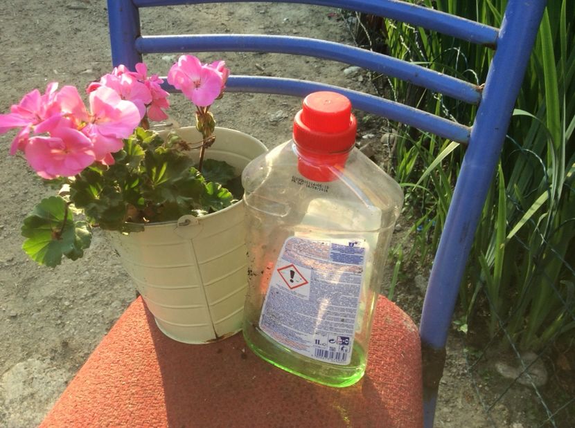  - Muscate de vanzare