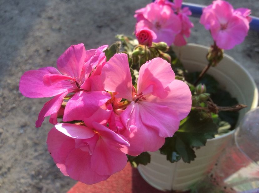  - Muscate de vanzare