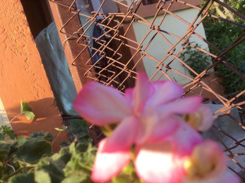  - Muscate de vanzare