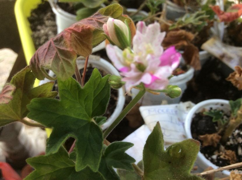  - Muscate de vanzare