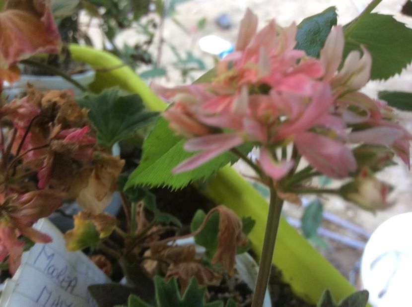  - Muscate de vanzare