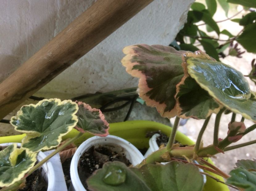  - Muscate de vanzare