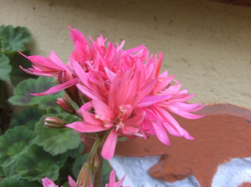  - Muscate de vanzare