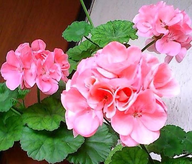 oie_2Pd2PMyqVpPT - Balconul meu 2017