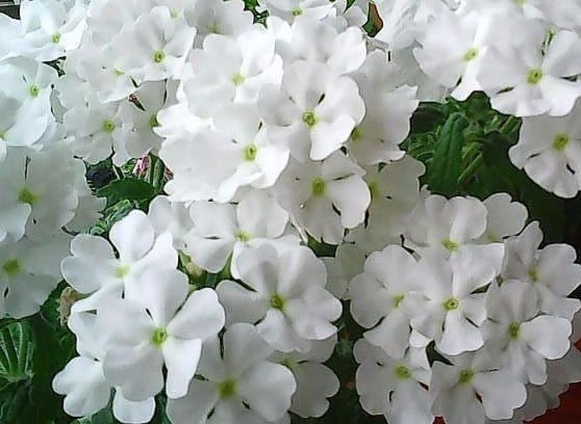 oie_3YYzcQ2bnCcz - Balconul meu 2017