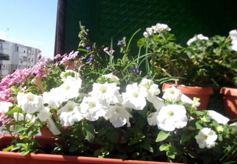 oie_LBhy4ybbyLAL - Balconul meu 2017