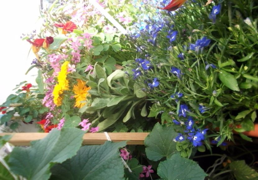 oie_8ZWJ3gozTvM2 - Balconul meu 2017