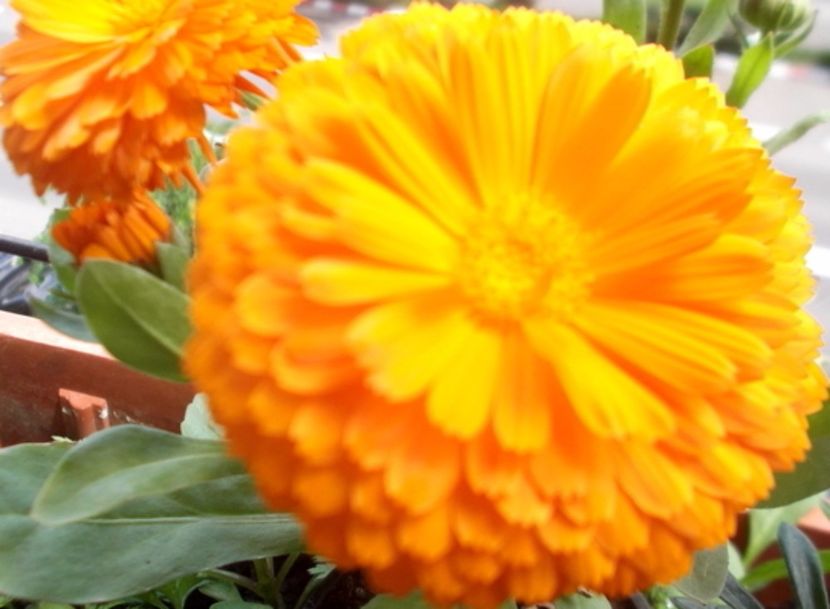 oie_ktMz7GlAoVvK - Balconul meu 2017