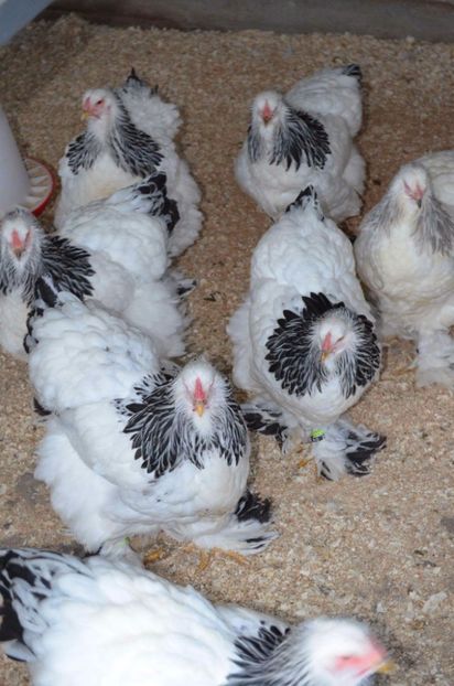 received_1126852260744165 - gaini Brahma herminat deschis