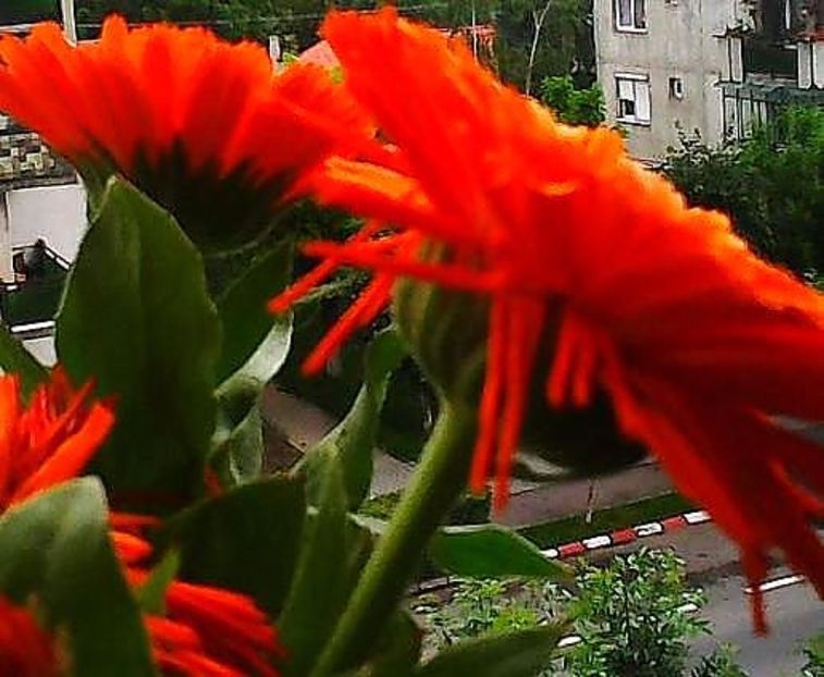 oie_oloqD5LXxxW1 - Balconul meu 2017