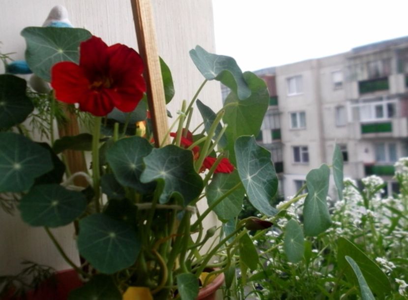 oie_uoedspca8wYc - Balconul meu 2017