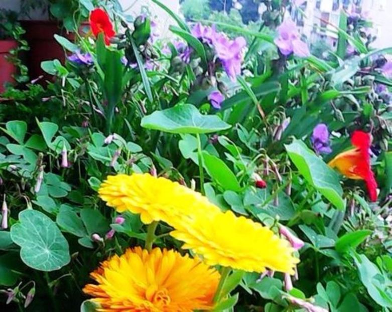 oie_vEebFykQGiEU - Balconul meu 2017