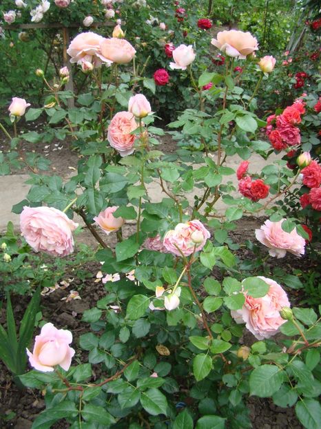  - Dames de Chenonceau