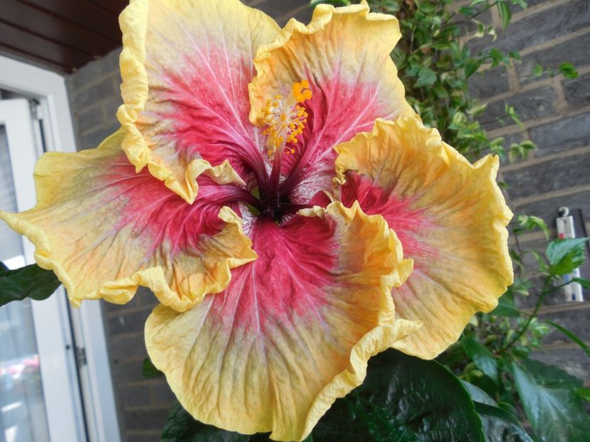 Tah.Purple Passion - 0Hibiscus in colectie infloriti