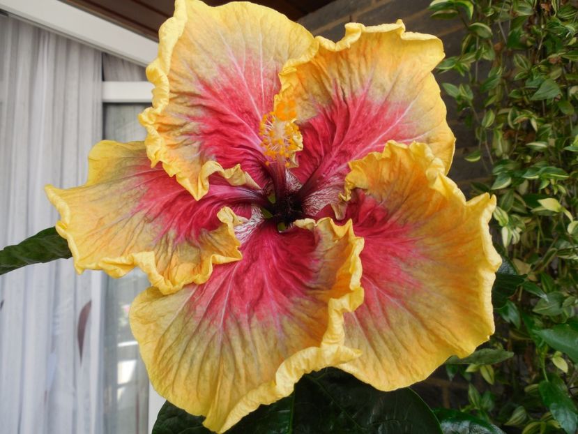 Tah.Purple Passion - 0Hibiscus in colectie infloriti