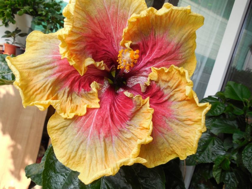 Tah.Purple Passion - 0Hibiscus in colectie infloriti