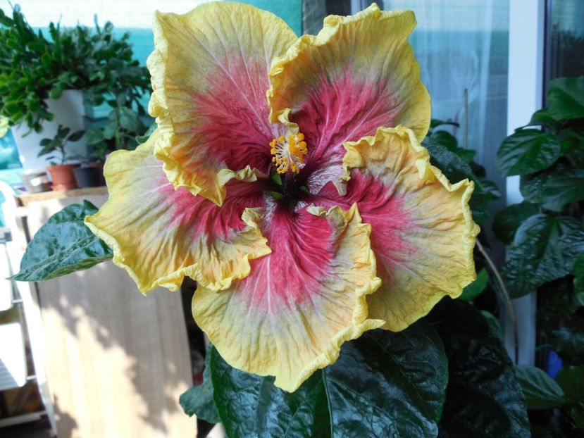 Tah.Purple Passion - 0Hibiscus in colectie infloriti