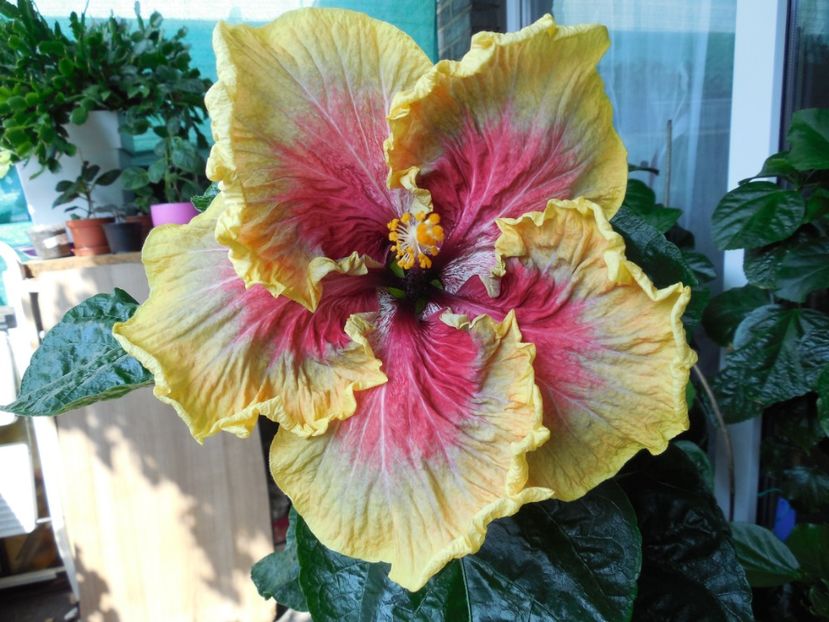 Tah.Purple Passion - 0Hibiscus in colectie infloriti