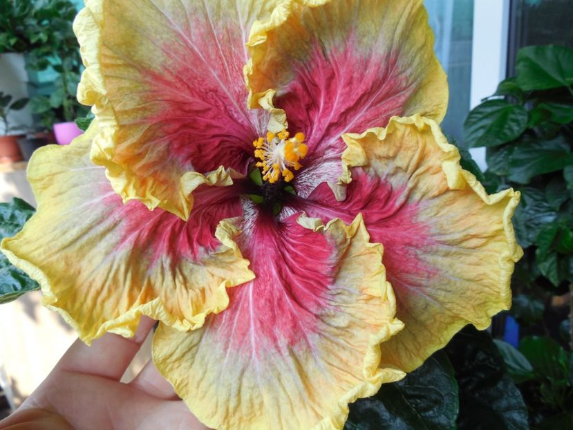 Tah.Purple Passion - 0Hibiscus in colectie infloriti