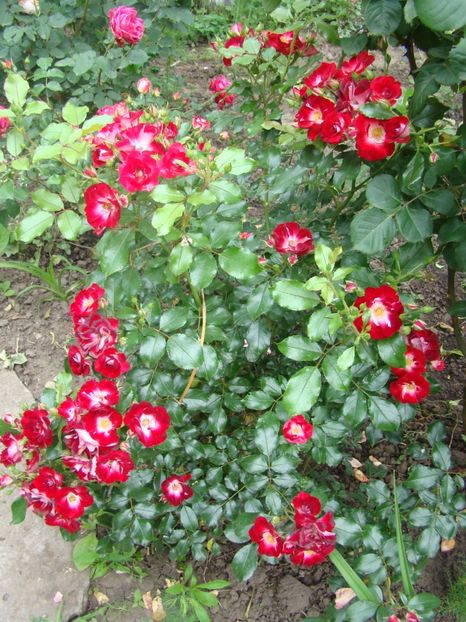  - Patrik Poivre Darvor