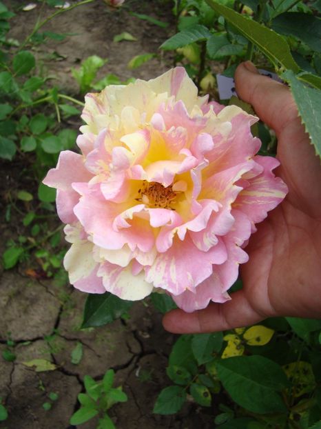  - rose des cisterciens