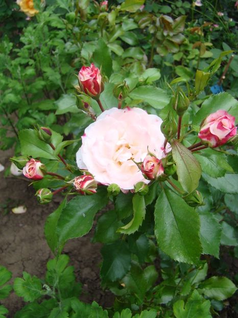  - rosenstadt freising